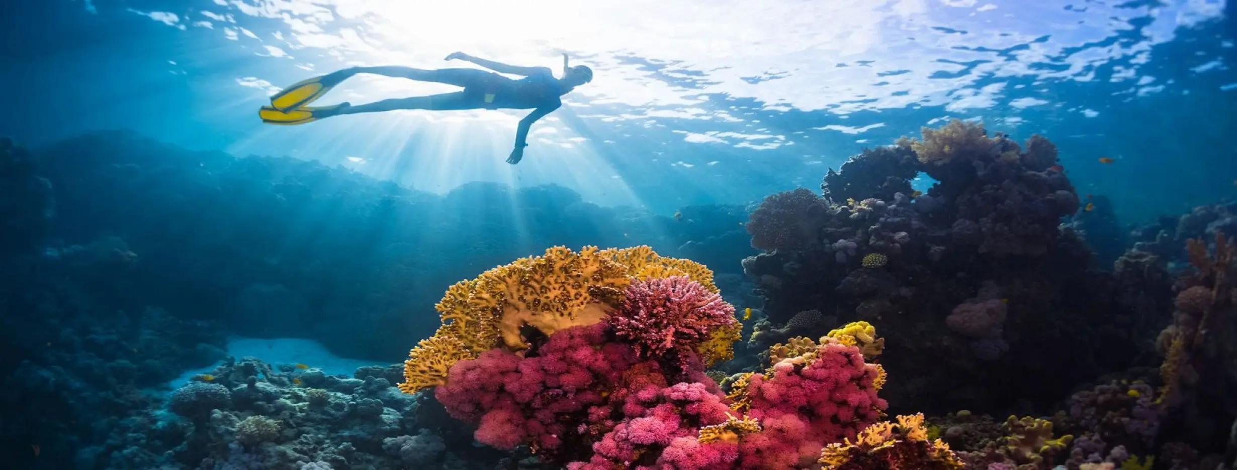 Image for Snorkeling Expedition